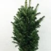 Abies Alba Pyramidalis - Sapin Blanc Nain -Arbres Fruitiers Soldes Boutique Abies alba Pyramidalis 606002 1