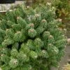 Sapin Nain - Abies Balsamea Piccolo -Arbres Fruitiers Soldes Boutique Abies balsamea Piccolo 0609002 1