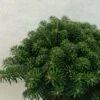 Sapin De Corée - Abies Koreana Tundra -Arbres Fruitiers Soldes Boutique Abies koreana Tundra 614002 1