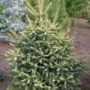 Sapin D'Espagne Doré - Abies Pinsapo Aurea -Arbres Fruitiers Soldes Boutique Abies pinsapo Aurea 89183 1