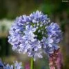 Agapanthe Full Moon -Arbres Fruitiers Soldes Boutique Agapanthe Full Moon Agapanthus praecox subsp orientalis IF 18024 1