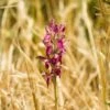 Anacamptis Sancta, Orchis Sacré - Orchidée Vivace -Arbres Fruitiers Soldes Boutique Anacamptis sancta Orchis sacre Orchidee vivace copyright 18954 1