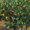 Arbutus Unedo Atlantic - Arbousier 1 Arbutus Unedo Atlantic - Arbousier -Arbres Fruitiers Soldes Boutique Arbutus unedo 82783 1