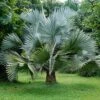 Bismarkia Nobilis - Palmier De Bismarck -Arbres Fruitiers Soldes Boutique Bismarckia nobilis 89884 1