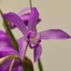 Bletilla Striata Soryu Blue Dragon - Orchidée Jacinthe Bleue -Arbres Fruitiers Soldes Boutique Bletilla striata Soryu V 5034 1