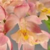 Calanthe Arizona Dream - Orchidée Vivace -Arbres Fruitiers Soldes Boutique Calanthe Arizona Dream Orchidee vivace IF 18958 1
