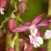 Calanthe Kozu X Tonk - Orchidée Terrestre -Arbres Fruitiers Soldes Boutique Calanthe Kozu x Tonk Orchidee terrestre copyright 16215 1