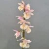 Calanthe Pink & Cream - Orchidée Vivace -Arbres Fruitiers Soldes Boutique Calanthe Pink Cream Orchidee vivace IF 18955 1