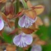 Calanthe Discolor -Arbres Fruitiers Soldes Boutique Calanthe discolor ld yamada 9528 1