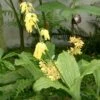 Calanthe Sieboldii - Orchidée De Jardin Jaune -Arbres Fruitiers Soldes Boutique Calanthe sieboldii 80357 1