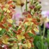 Calanthe Tricarinata - Orchidée Vivace -Arbres Fruitiers Soldes Boutique Calanthe tricarinata 5032 1