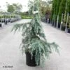 Cèdre De L'Himalaya Feeling Blue - Cedrus Deodara -Arbres Fruitiers Soldes Boutique Cedrus deodara Feeling Blue 87742 1