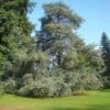Cèdre Bleu De L'Atlas - Cedrus Libani Atlantica Glauca -Arbres Fruitiers Soldes Boutique Cedrus libani Glauca 83990 1