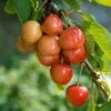 Cerisier Rainier - Prunus Cerasus -Arbres Fruitiers Soldes Boutique Cerisier Prunus cerasus Rainier copyright 1005311 1