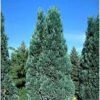 Chamaecyparis Lawsoniana Alumii - Cyprès De Lawson -Arbres Fruitiers Soldes Boutique Chamaecyparis lawsoniana Alumii 87923 1