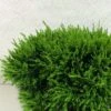 Chamaecyparis Lawsoniana Green Globe - Cyprès De Lawson Nain -Arbres Fruitiers Soldes Boutique Chamaecyparis lawsoniana Green Globe 620002 1