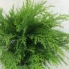 Cyprès De Lawson - Chamaecyparis Lawsoniana Mini Globus -Arbres Fruitiers Soldes Boutique Chamaecyparis lawsoniana Mini Globus 621002 1