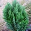 Chamaecyparis Law.Minima Glauca - Faux Cyprès -Arbres Fruitiers Soldes Boutique Chamaecyparis lawsoniana Minima Glauca 80011 1