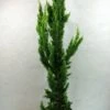 Chamaecyparis Lawsoniana Yellow Spire - Cyprès De Lawson Nain -Arbres Fruitiers Soldes Boutique Chamaecyparis lawsoniana Yellow Spire 623002 1