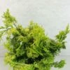 Chamaecyparis Obtusa Aurea - Faux Cyprès Hinoki Du Japon -Arbres Fruitiers Soldes Boutique Chamaecyparis obtusa Aurea 625002 1