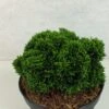 Faux Cyprès Du Japon - Chamaecyparis Obtusa Juniperoides 1 Faux Cyprès Du Japon - Chamaecyparis Obtusa Juniperoides -Arbres Fruitiers Soldes Boutique Chamaecyparis obtusa Juniperoides 630002 1