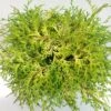 Chamaecyparis Obtusa Kamarachiba - Faux Cyprès Hinoki Du Japon -Arbres Fruitiers Soldes Boutique Chamaecyparis obtusa Kamarachiba 631002 1