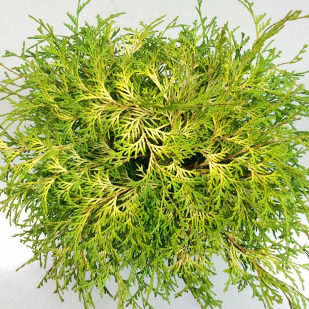 Chamaecyparis Obtusa Kamarachiba - Faux Cyprès Hinoki Du Japon 3 Chamaecyparis Obtusa Kamarachiba - Faux Cyprès Hinoki Du Japon