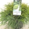 Chamaecyparis Pisifera Filifera Nana - Cyprès Sawara -Arbres Fruitiers Soldes Boutique Chamaecyparis pisifera Filifera Nana 640002 1