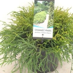 Chamaecyparis Pisifera Filifera Nana - Cyprès Sawara
