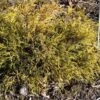 Cyprès Sawara - Chamaecyparis Pisifera Sungold -Arbres Fruitiers Soldes Boutique Chamaecyparis pisifera Sungold 0646002 1