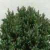 Chamaecyparis Thyoides Blue Rock -Arbres Fruitiers Soldes Boutique Chamaecyparis thyoides Versent Blue Rock 648002 1