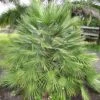 Chamaerops Humilis - Palmier Nain -Arbres Fruitiers Soldes Boutique Chamaerops humilis 832532 1