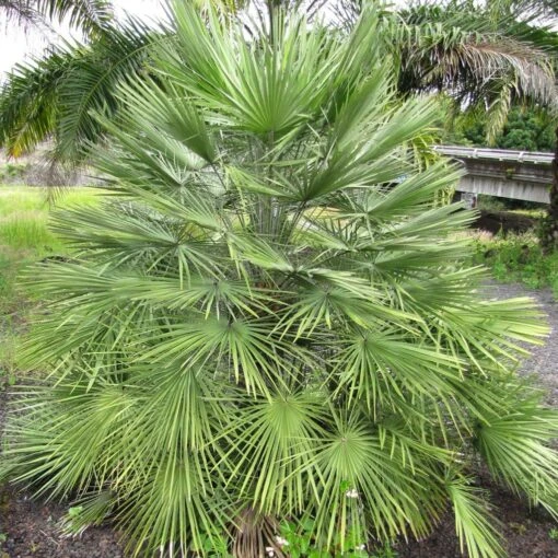 Chamaerops Humilis - Palmier Nain -Arbres Fruitiers Soldes Boutique Chamaerops humilis 832532 1