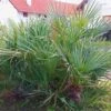 Chamaerops Humilis Cerifera - Palmier Nain Bleuté -Arbres Fruitiers Soldes Boutique Chamaerops humilis Cerifera 82193 1