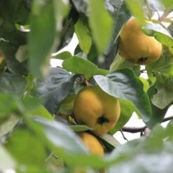 Cognassier Portugal Bio - Cydonia Oblonga