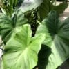 Colocasia Black Stem - Oreille D'Eléphant -Arbres Fruitiers Soldes Boutique Colocasia Black Stem copyright 838991 1