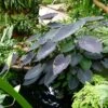 Colocasia Black Magic - Oreille D'Eléphant -Arbres Fruitiers Soldes Boutique Colocasia Black magic 83271 1