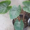 Colocasia Hawaiian Punch - Taro -Arbres Fruitiers Soldes Boutique Colocasia Hawaiian Punch 15053 1