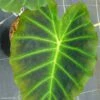 Colocasia Imperial Gigante - Oreille D'Eléphant -Arbres Fruitiers Soldes Boutique Colocasia Imperial Gigante 83273 1