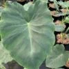 Colocasia Jack's Giant - Oreille D'éléphant 2 Colocasia Jack's Giant - Oreille D'éléphant -Arbres Fruitiers Soldes Boutique Colocasia Jack s Giant Oreille d elephant 16647 1