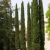 Cupressus Sempervirens Stricta - Cyprès D'Italie 2 Cupressus Sempervirens Stricta - Cyprès D'Italie -Arbres Fruitiers Soldes Boutique Cupressus sempervirens Stricta 83283 1