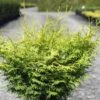 Cyprès Hinoki Du Japon - Chamaecyparis Obtusa Lucas -Arbres Fruitiers Soldes Boutique Cypres hinoki du Japon Chamaecyparis obtusa Lucas IF 1002451 1