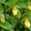 Cypripedium Kristi Lyn - Sabot De Vénus Hybride -Arbres Fruitiers Soldes Boutique Cypripedium Kristi Lyn Sabot de Venus hybride copyright 173610 1