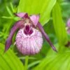 Cypripedium Lucy Pinkepank - Orchidée De Jardin Hybride, Sabot De Vénus -Arbres Fruitiers Soldes Boutique Cypripedium Lucy Pinkepank copyright 17362 1