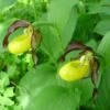 Cypripedium Calceolus - Sabot De Venus -Arbres Fruitiers Soldes Boutique Cypripedium calceolus ld urjsa 80044 1
