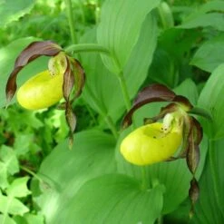 Cypripedium Calceolus - Sabot De Venus