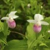Cypripedium Reginae - Sabot De Venus 1 Cypripedium Reginae - Sabot De Venus -Arbres Fruitiers Soldes Boutique Cypripedium reginae 8159 1