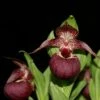 Cypripedium Tibeticum - Sabot De Vénus Rouge Pourpre 1 Cypripedium Tibeticum - Sabot De Vénus Rouge Pourpre -Arbres Fruitiers Soldes Boutique Cypripedium tibeticum 80350 1
