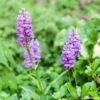 Dactylorhiza Foliosa, Orchis -Arbres Fruitiers Soldes Boutique Dactylorhiza foliosa 8160 1