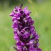 Dactylorhiza Majalis - Orchis De Mai Ou à Feuilles Larges -Arbres Fruitiers Soldes Boutique Dactylorhiza majalis 8893 1